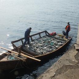 Рыбаки опасаются, что недоосвоят объемы лосося из-за сложностей с ветсанэкспертизой