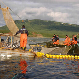 Около 114 тыс. тонн лососей добыли камчатские рыбаки с начала путины. Фото пресс-службы правительства региона