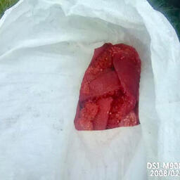 Скинутая во время погони икра позднее была найдена. Фото пресс-службы Кроноцкого государственного заповедника 