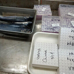 Лососи из научного улова для анализов. Фото пресс-службы ТИНРО