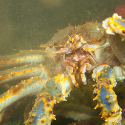 Росрыболовство выпустило регламент о вывозе живых морепродуктов