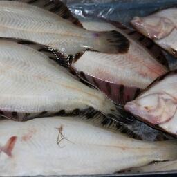 Дальневосточная наука рекомендует повысить объемы разрешенного вылова камбал в подзоне Приморье