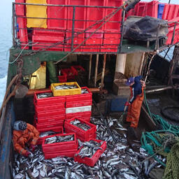 Научные съемки в Балтийском море. Фото пресс-службы АтлантНИРО