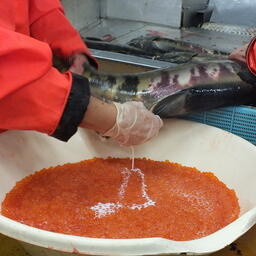 Оплодотворение икры кеты на одном из лососевых рыбоводных заводов Сахалинской области