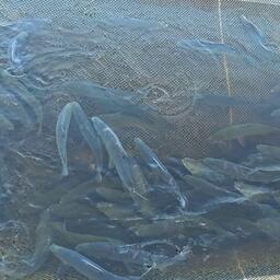 Рыбоводы приступили к сбору икры чира. Фото пресс-службы правительства ЯНАО