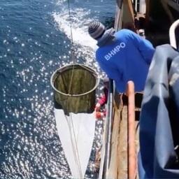 Ученые завершили комплексные работы в Южно-Курильском районе. Скриншот из телеграм-канала ТИНРО