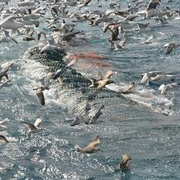 Траловый лов на Дальнем Востоке. Фото предоставлено «Океанрыбфлотом»