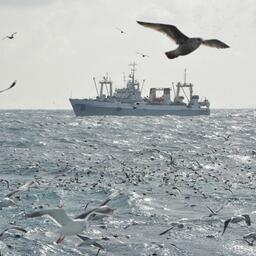 В Минсельхозе воссоздали департамент регулирования в сфере рыбного хозяйства и аквакультуры