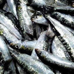 Научный улов сардины-иваси. Фото пресс-службы ТИНРО