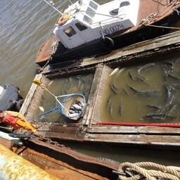 Добыча лосося на Чукотке. Фото пресс-службы Чукотрыбпромхоза