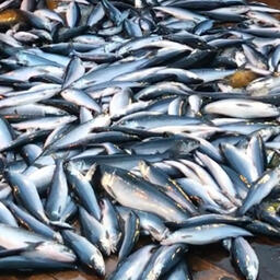 Ученые соберут информацию о лососях перед началом массовых нерестовых миграций. Фото пресс-службы ТИНРО