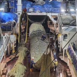За шесть месяцев судно освоило более 16 тыс. тонн ставриды и свыше 6 тыс. тонн скумбрии. Фото пресс-службы АтлантНИРО