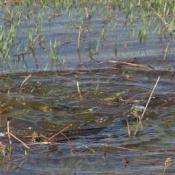 Ученые исследуют особенности нереста полупроходных и речных видов рыб. Фото пресс-службы ВНИРО