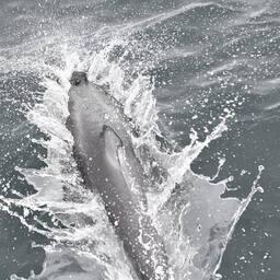 Ученые завершили восьмую совместную российско-японскую экспедицию по учету морских млекопитающих на юго-западе Охотского моря. Фото пресс-службы ТИНРО