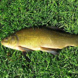 Линь. Фото Dezidor. CC BY 3.0