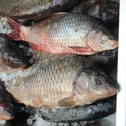 Добытый на Ханке сазан