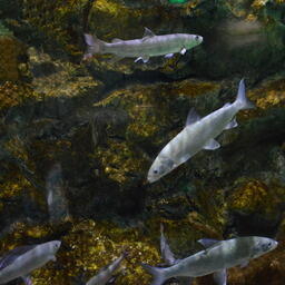 Промысел байкальского омуля по-прежнему под запретом