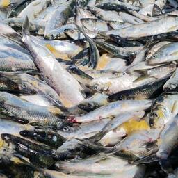 Изменить правила предлагается в том числе для добычи сельди. Фото предоставлено агентством по рыболовству Сахалинской области