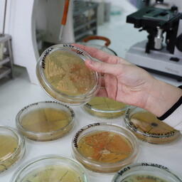 Ученые АГТУ получили новый вид бактерий для борьбы с нефтяными разливами. Фото пресс-центра учреждения