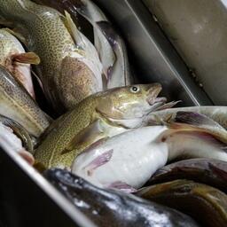 Под санкции Канады попала вся российская рыба. Фото предоставлено АТФ