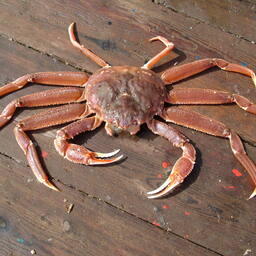 Разрешенный для добычи объем краба-стригуна бэрди в Карагинской подзоне вырос на 79 тонн, до 267 тонн