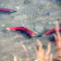 Идущая на нерест камчатская нерка