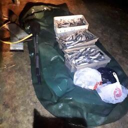 Браконьерский улов пеляди. Фото пресс-службы Нижнеобского теруправления Росрыболовства