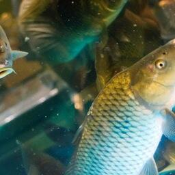 Снизить НДС предлагают в том числе на живую рыбу