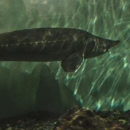 Стерлядь в океанариуме