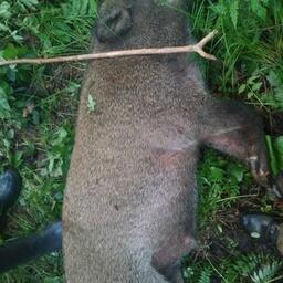 Поросенок — желанный трофей