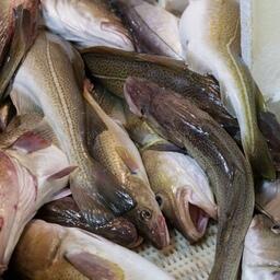 Добыча трески на Северном бассейне. Фото предоставлено АТФ