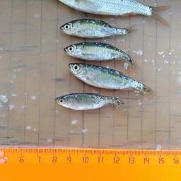 Научный улов. Фото пресс-службы АзНИИРХ