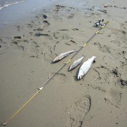 Любительский лов на севере Сахалина