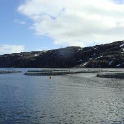 Планируется продлить на год срок действия пониженной ставки импортной пошлины на корм для лососевых
