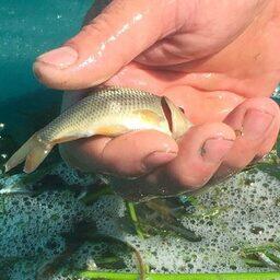 В Астраханской области предприятия Каспийского филиала Главрыбвода перевыполнили план по выпуску молоди частиковых рыб в рамках госзадания. Фото пресс-службы учреждения