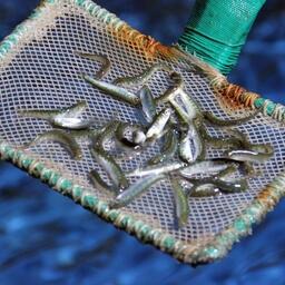 Причиненный водным биоресурсам вред компенсируется в том числе выпусками мальков. Молодь кеты в Приморье