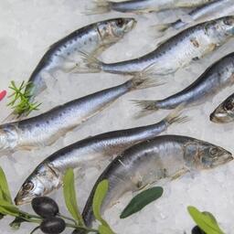 Вылов сардины-иваси на 21 июля оставался на уровне 49877 тонн