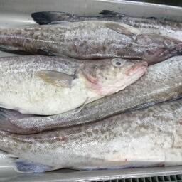 Одной из основных экспортных рыбных позиций России является минтай