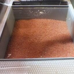 Заложенная на инкубацию лососевая икра на Сахалине