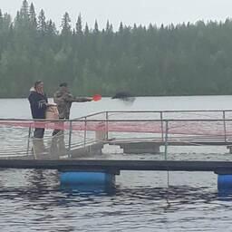 Предприятие по выращиванию форели в Лоухском районе. Фото пресс-службы министерства сельского и рыбного хозяйства Карелии