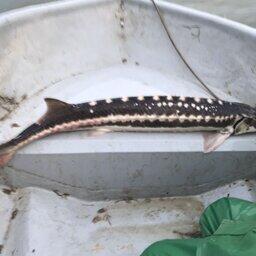 В уловах обнаруживают до 10 представителей осетровых в день. Фото пресс-службы АзНИИРХ