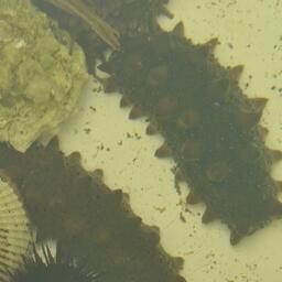 Дальневосточный трепанг