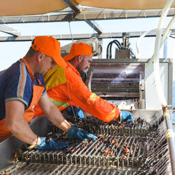 Рыбодобывающим предприятиям Севастополя выделят внеплановую субсидию. Фото пресс-службы правительства города