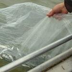 Выпуск молоди сига в Куршский залив. Фото пресс-службы Главрыбвода