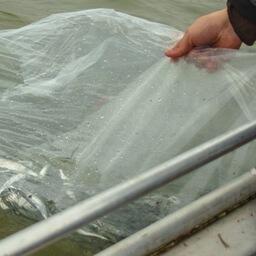 Выпуск молоди сига в Куршский залив. Фото пресс-службы Главрыбвода