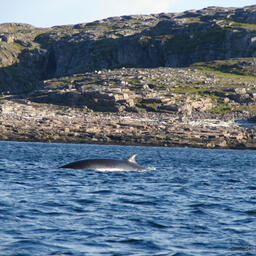 У побережья Кольского полуострова встречается все больше морских млекопитающих. Фото пресс-службы ПИНРО