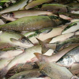 На Чукотке добыли более 1,3 тысячи тонн лосося
