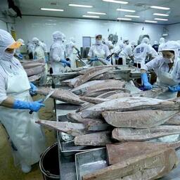 Основную долю (69%) в поставках вьетнамского тунца в Корею занимают замороженный тунец, приготовленный на пару. Фото пресс-службы VASEP