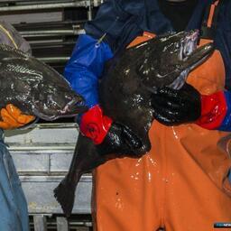 Палтусы — важный объект рыболовства