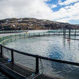 Корма для лососевых планируют производить в России